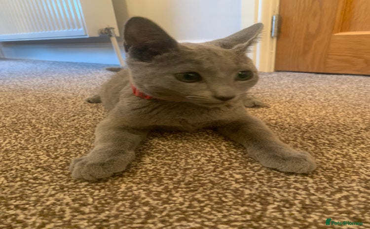 Russian Blue cats - Advert 1