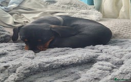 Miniature Dachshund dogs for stud: STUD - KC REG Mini Dachshund -PROVEN - Image 18