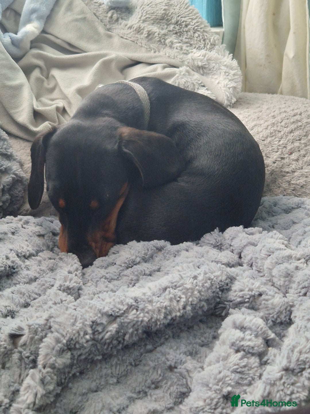 Miniature Dachshund dogs for stud: STUD - KC REG Mini Dachshund -PROVEN - Image 18
