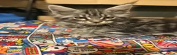 Maine Coon cats for sale: Stunning TICA registered Maine coon kittens 4 left in Doncaster - Advert 6
