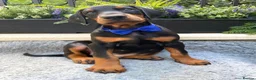 Dobermann dogs for sale: *KC REGISTERED* HEALTH TESTED DOBERMAN PUPPIES - Advert 21