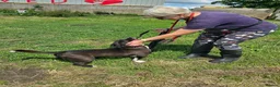 Mixed Breed dogs for adoption: RICHIE - CEO OF FUN & ADVENTURES 🐾 - Advert 7