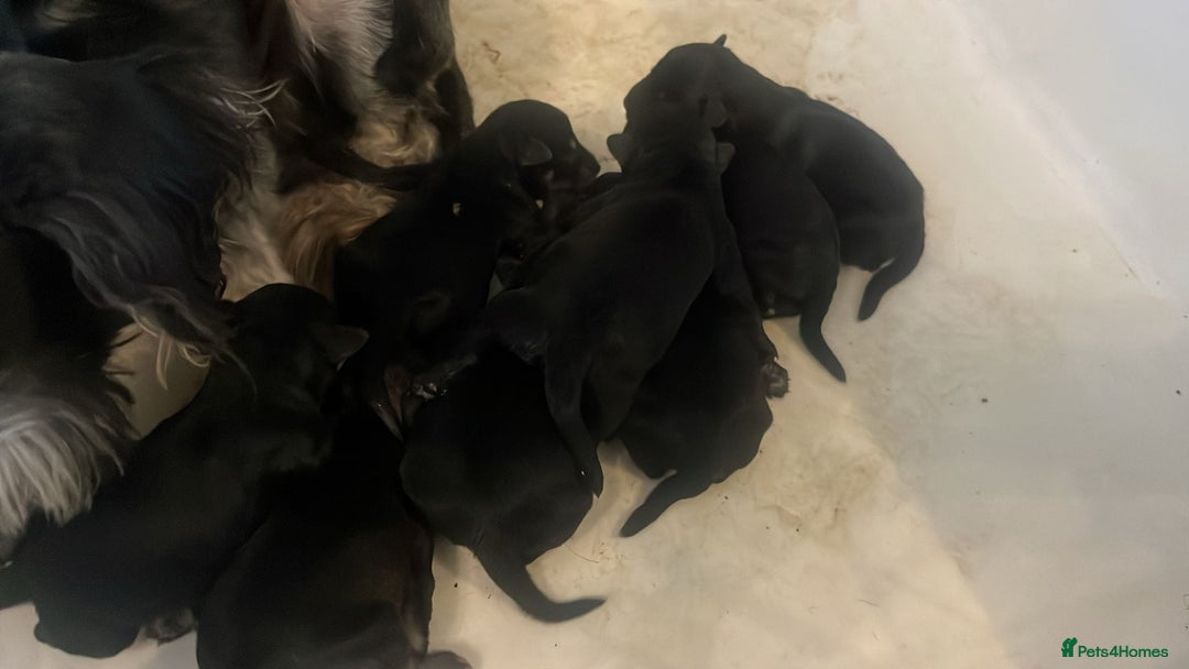 Miniature Schnauzer dogs for sale: Kc mini schnauzers - Advert 8