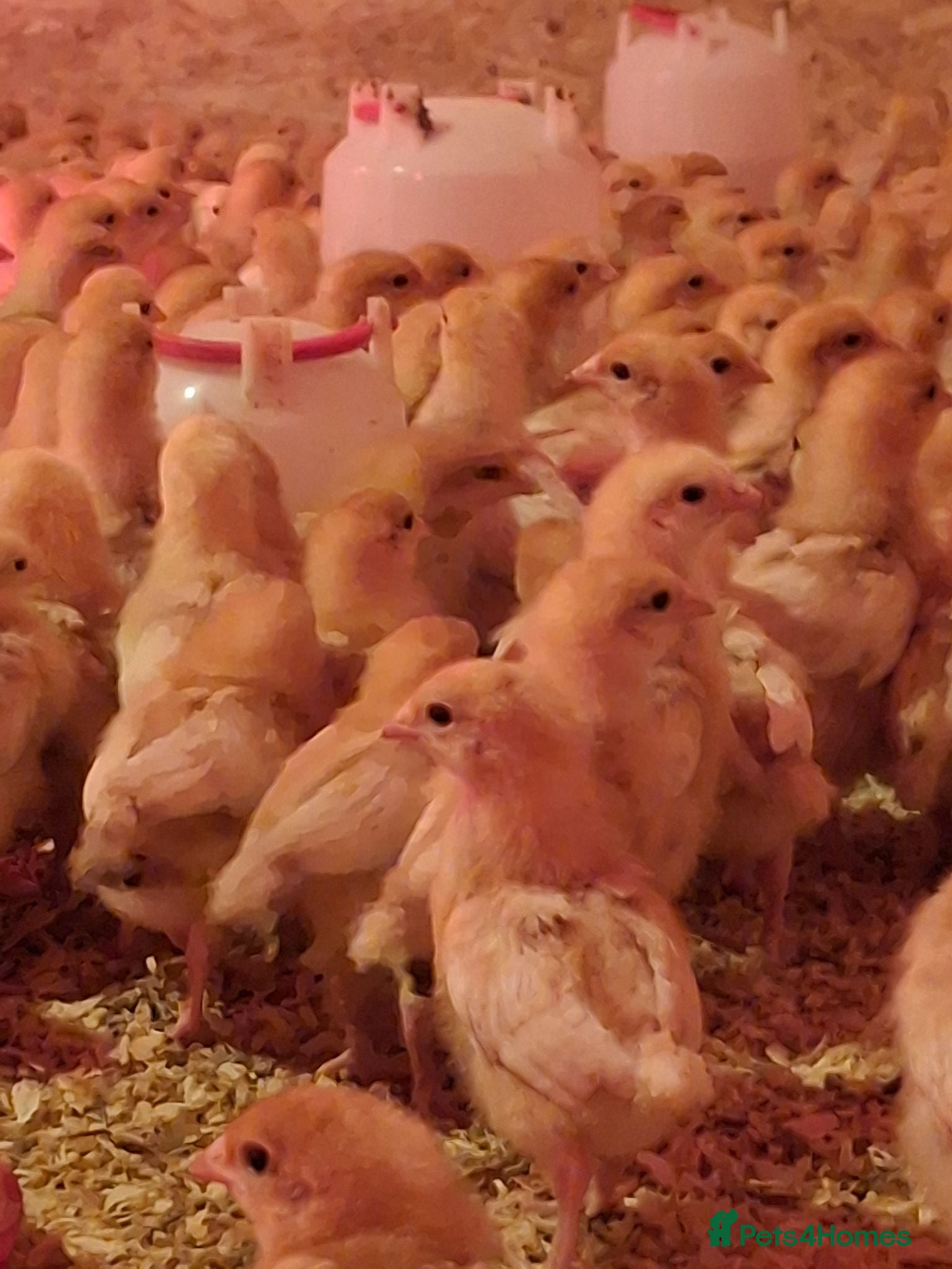 Chickens poultry ISA Bovan Browns  - Advert 2