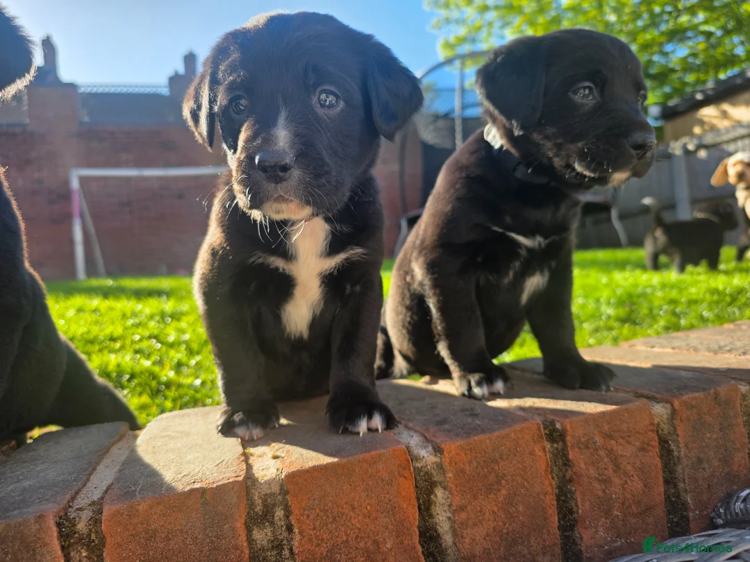 Labrador Retriever dogs for sale: Labrador cross Bernese  - Advert 12