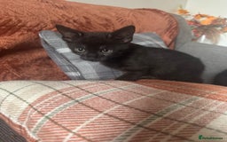 Bengal cats for sale: Beautiful kittens  - Image 7