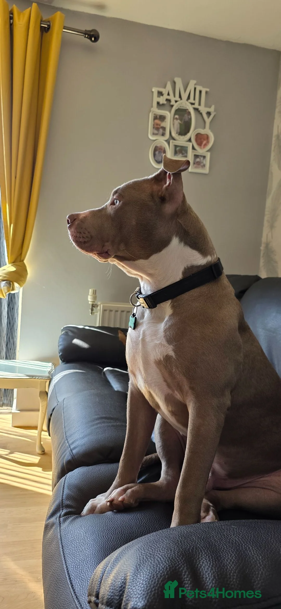Mixed Breed dogs for sale: Mixed large breed - Advert 1