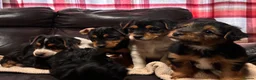 Jack Russell dogs for sale: 🐶 PURE JACK RUSSELL PUPPIES FOR SALE - Advert 14