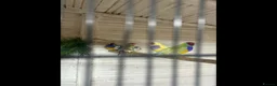Finches birds for sale: Gouldian finch owl  finch star finch  - Advert 2