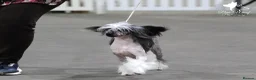 Chinese Crested dogs for sale: ✨ Planned Chinese Crested Litter – Summer 2026 ✨ - Advert 6