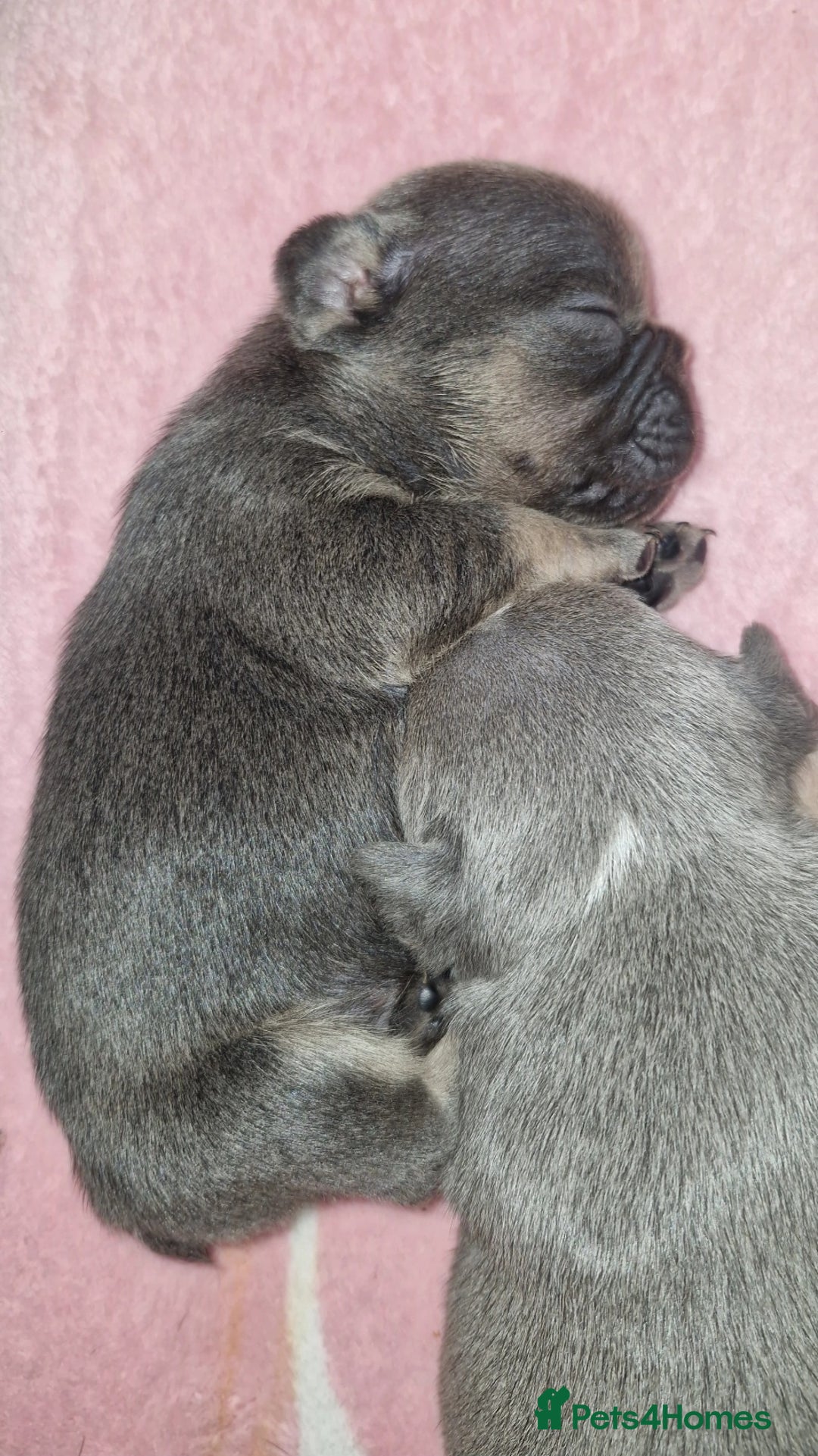 French Bulldog dogs for sale: Frenchie 🐾🐾 last little girl  - Advert 25