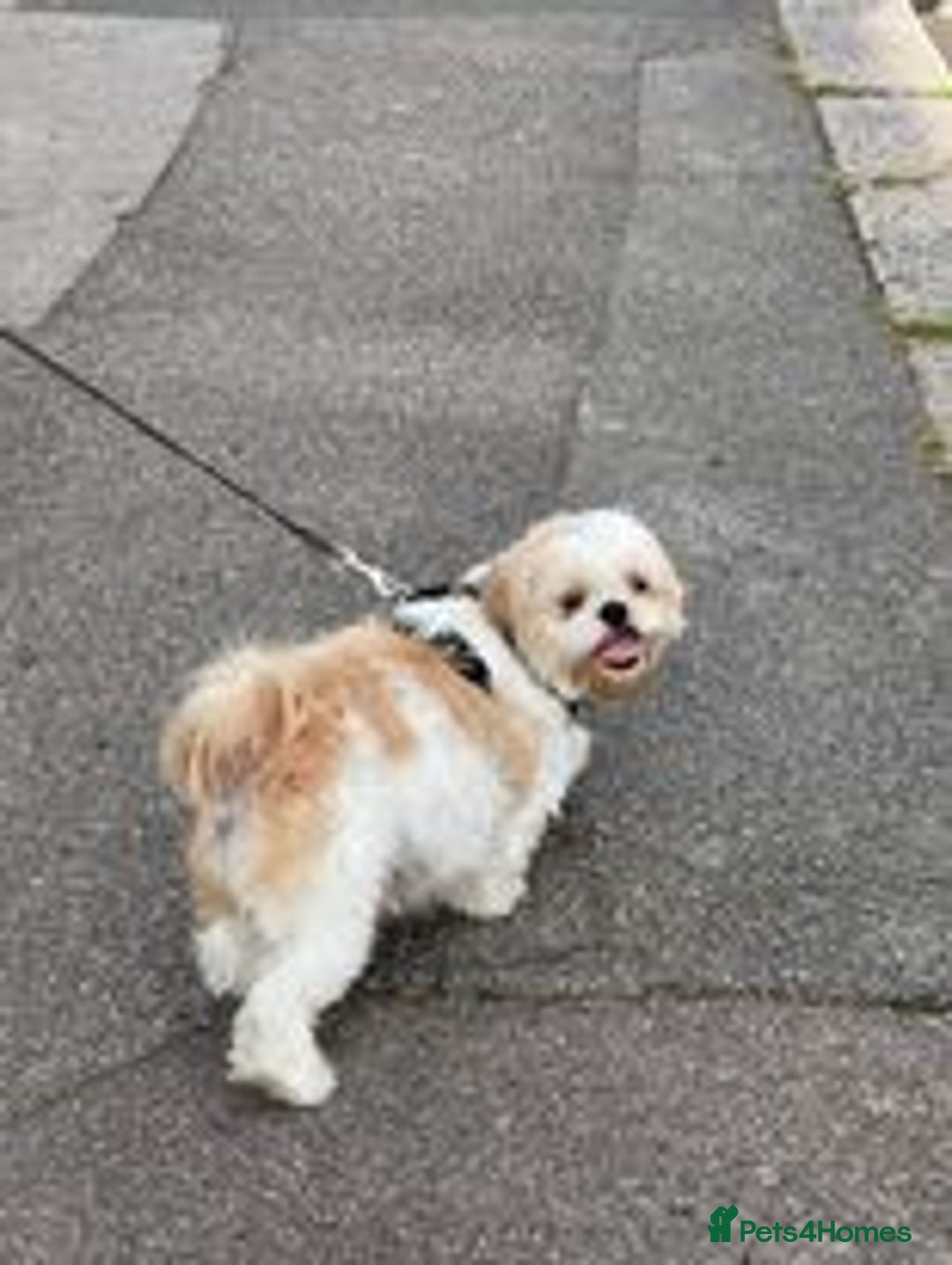 Shih Tzu dogs for sale: Five Adorable Puppies Looking for Loving Families - Image 11