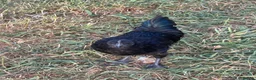 Chickens poultry for sale: AYAM CEMANI cockerels  - Advert 7