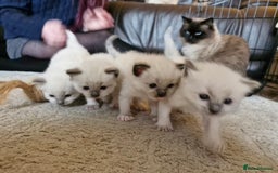 Ragdoll cats for sale: Ragdoll Kittens Available  - Image 13