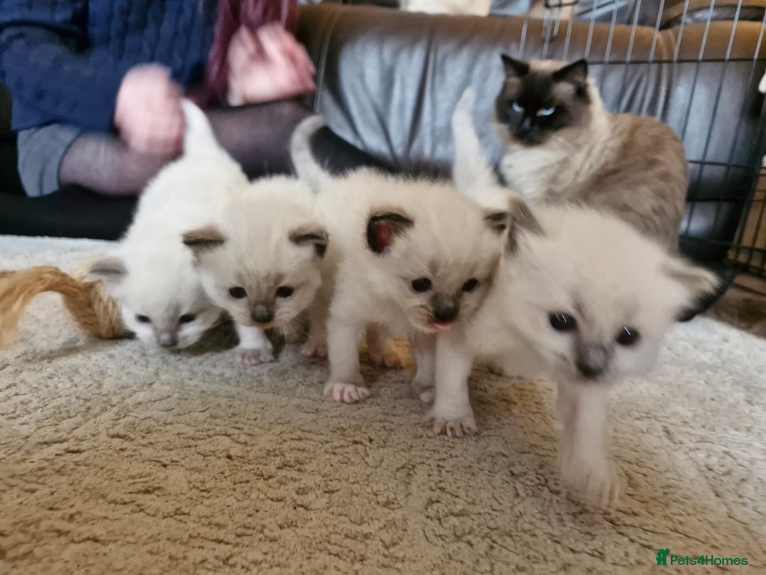 Ragdoll cats for sale: Ragdoll Kittens Available  - Image 13