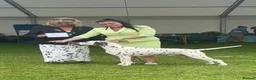 Dalmatian dogs for stud: Stud dog available  in Mountain Ash - Advert 4