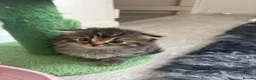 Scottish Fold cats for sale: Scottish fold kittens ready to leave now  - Advert 19