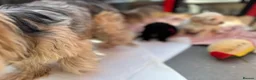 Yorkiepoo dogs for sale: Beautiful Yorkie-poo puppies  - Advert 13