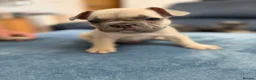 French Bulldog dogs for sale: Beautiful frenchie puppies  - Advert 12