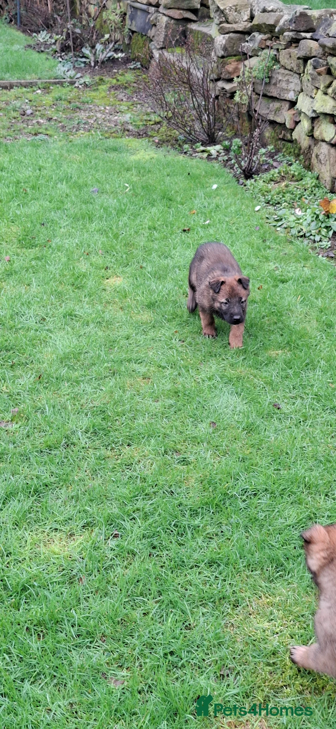 Mixed Breed dogs for sale: Beautiful Belguim Malinois puppies  - Advert 12