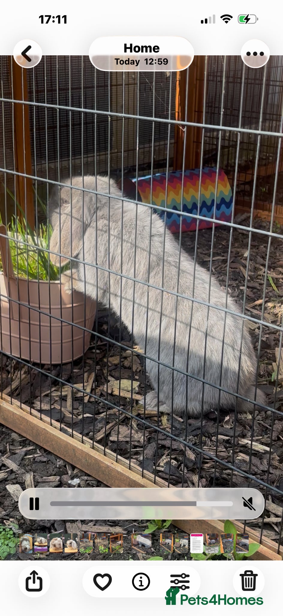 Mini Lop rabbits Beautiful blue self female  - Advert 4