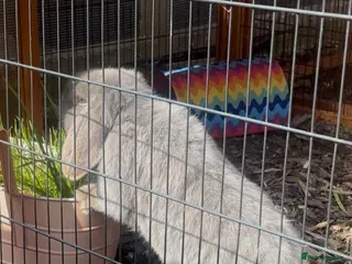 Mini Lop rabbits Beautiful blue self female - Advert 4