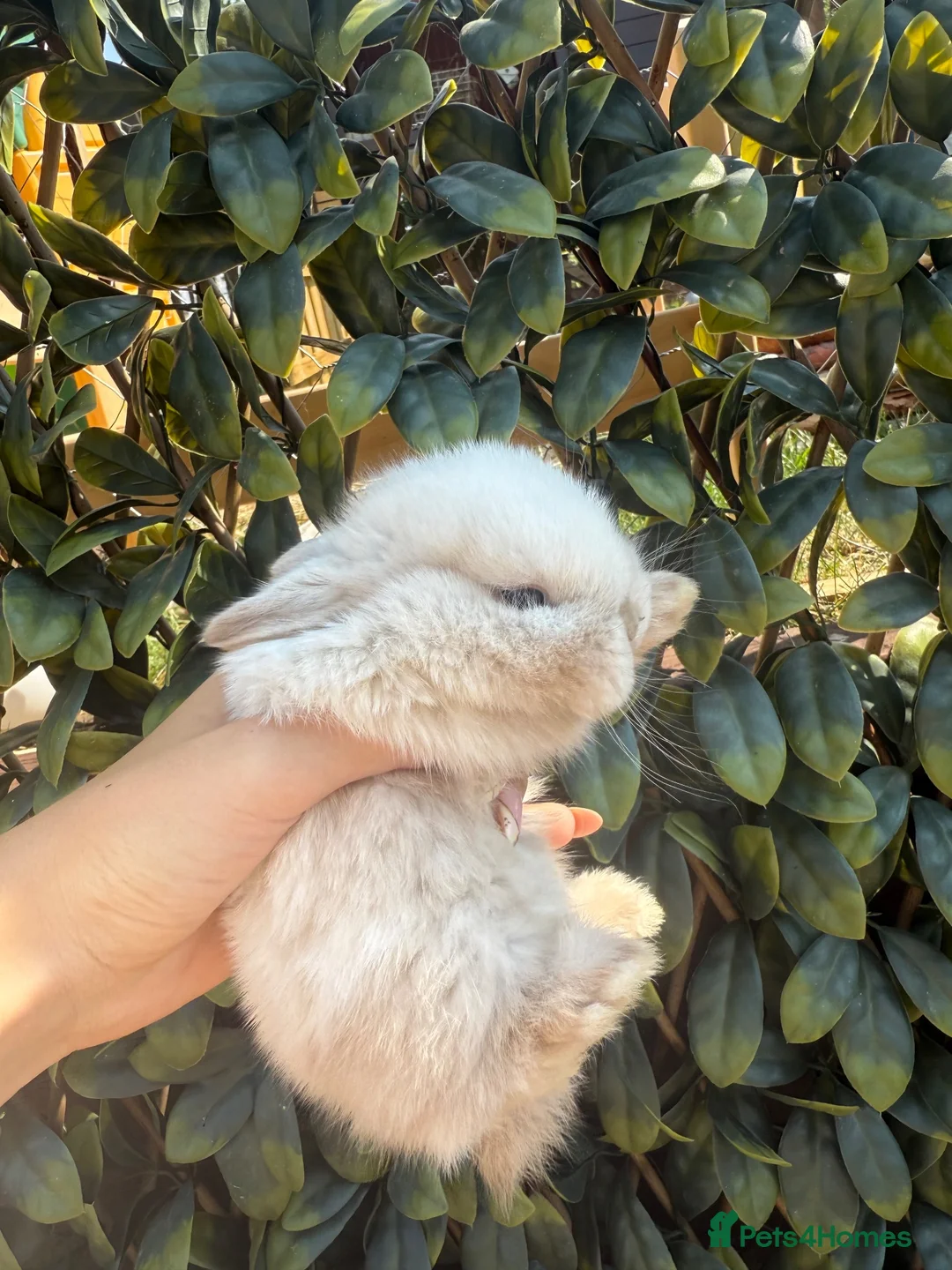 Mini Lop rabbits for sale: Mini Lop Bunnies for sale - Advert 2