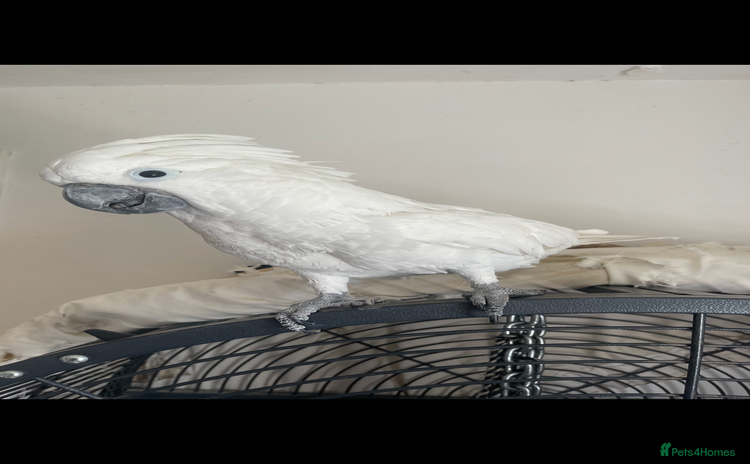 Cockatoo birds - Advert 1
