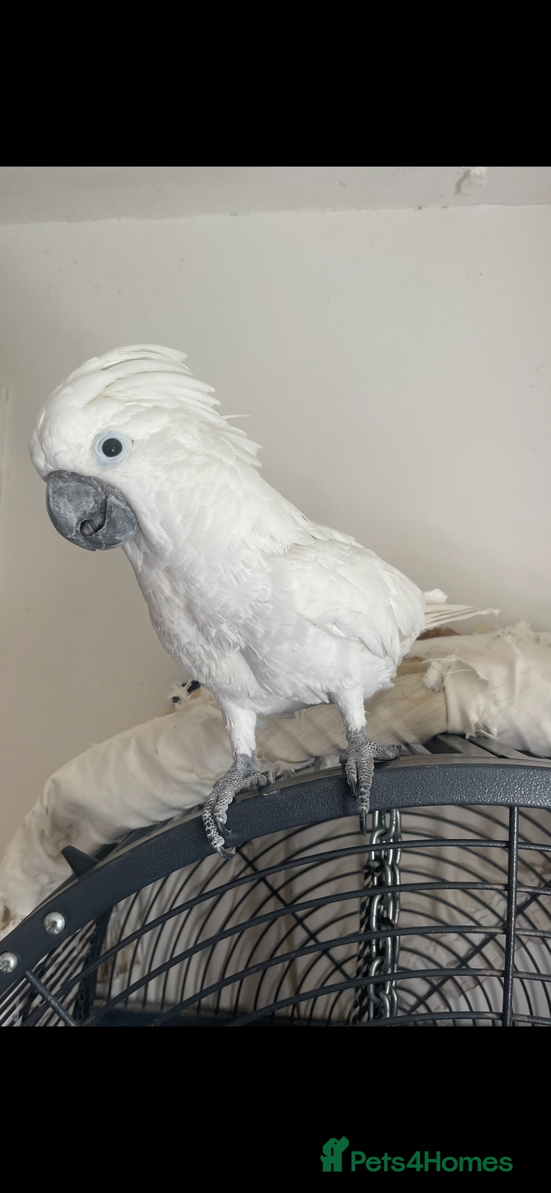 Cockatoo birds for sale: Umbrella cockatoo  - Image 1