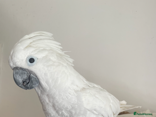 Cockatoo birds - Advert 8