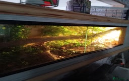 Python Snake reptiles for sale: Python Snake +verium lights and heat  - Image 2