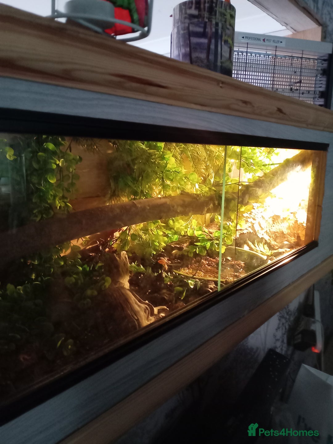 Python Snake reptiles for sale: Python Snake +verium lights and heat  - Image 2