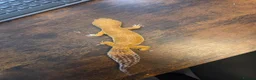 Leopard Gecko reptiles for sale: 2 Leopard Geckos with VIVs & equipment in Sheffield - Advert 9