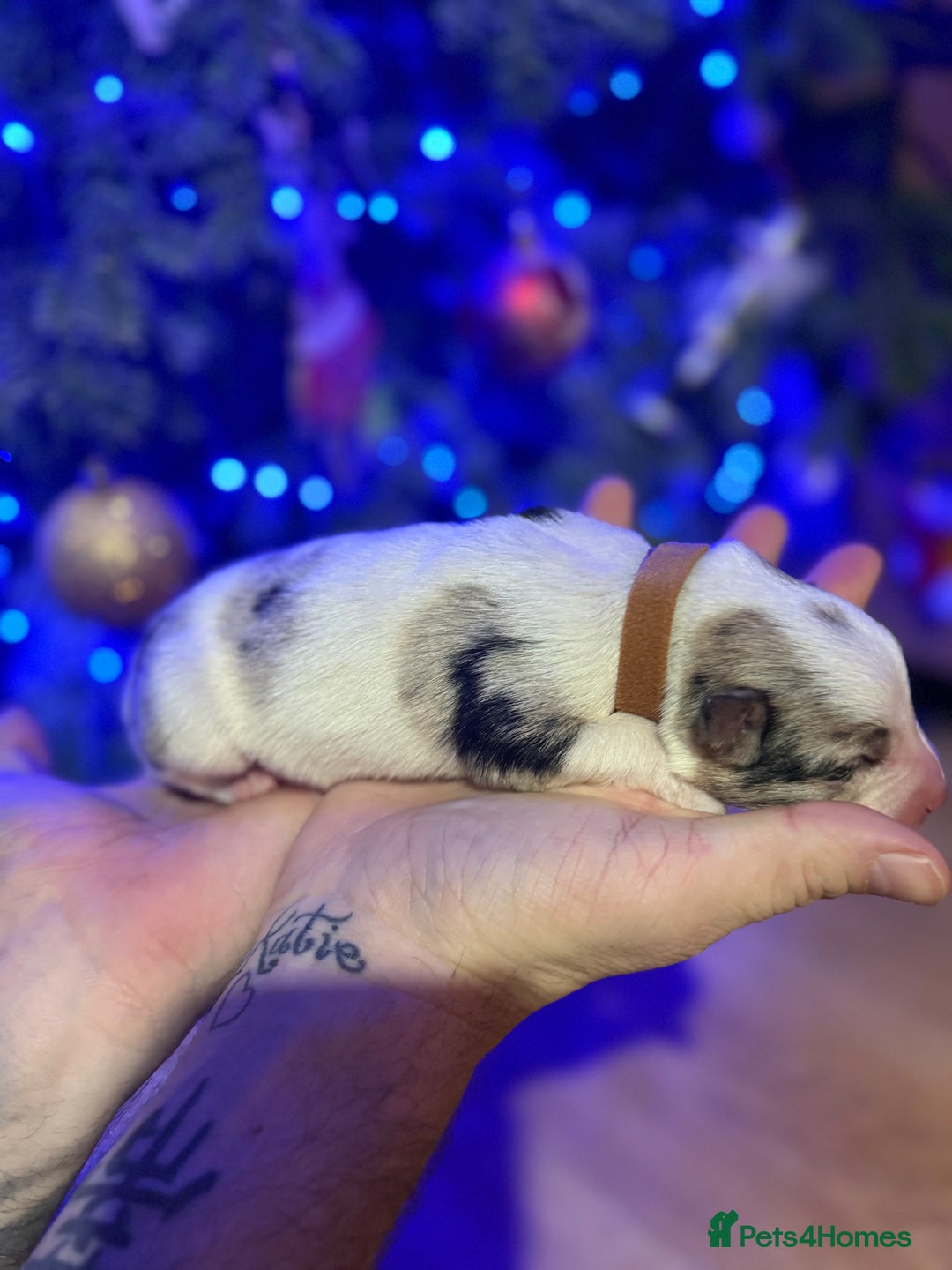 Border Collie dogs for sale: Family-Raised Border Collie Pups - Advert 10