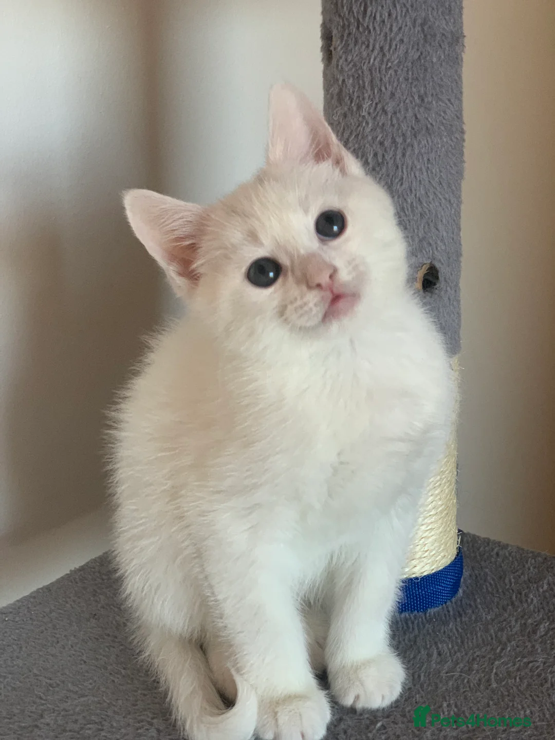 British Shorthair cats for sale: Ragdoll/BSH and Domestic mixed kittens - Advert 18
