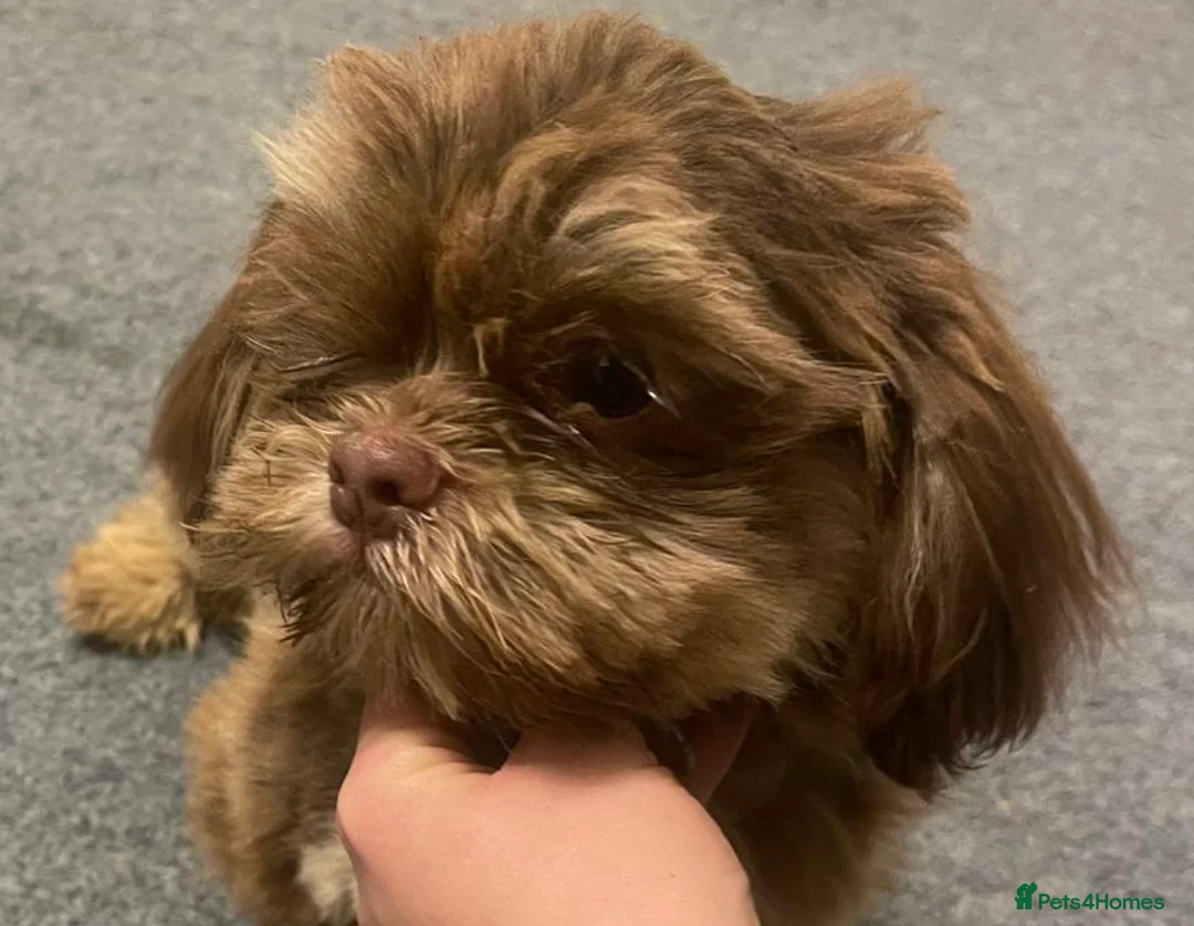 Shih Tzu dogs for sale: Male shih tzu dog  - Advert 2