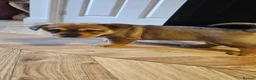 Mixed Breed dogs for sale: Chow chow pupps  - Advert 12