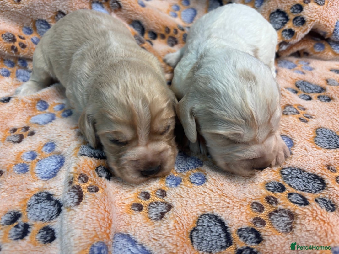 Cocker Spaniel dogs for sale: 100% proper Cocker spaniel pups for sale - Image 4