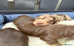 Miniature Dachshund dogs for sale: Long haired miniature dachshunds  - Image 15
