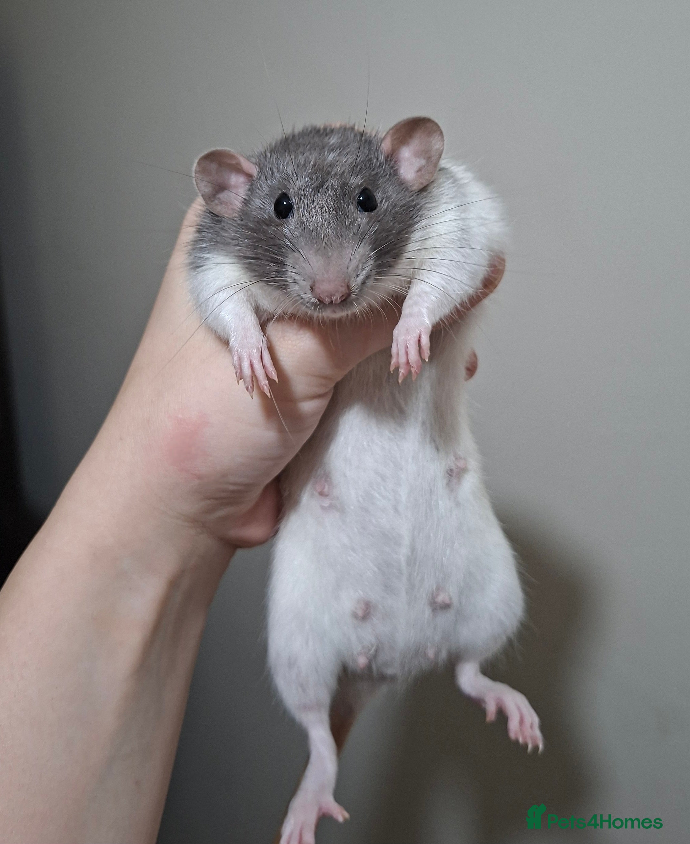 Rat rodents Rats for rehoming - Advert 2