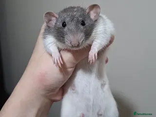 Rat rodents Rats for rehoming - Advert 2