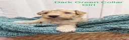 Mini Goldendoodle dogs for sale: Mini Goldendoodle Puppies - Advert 29