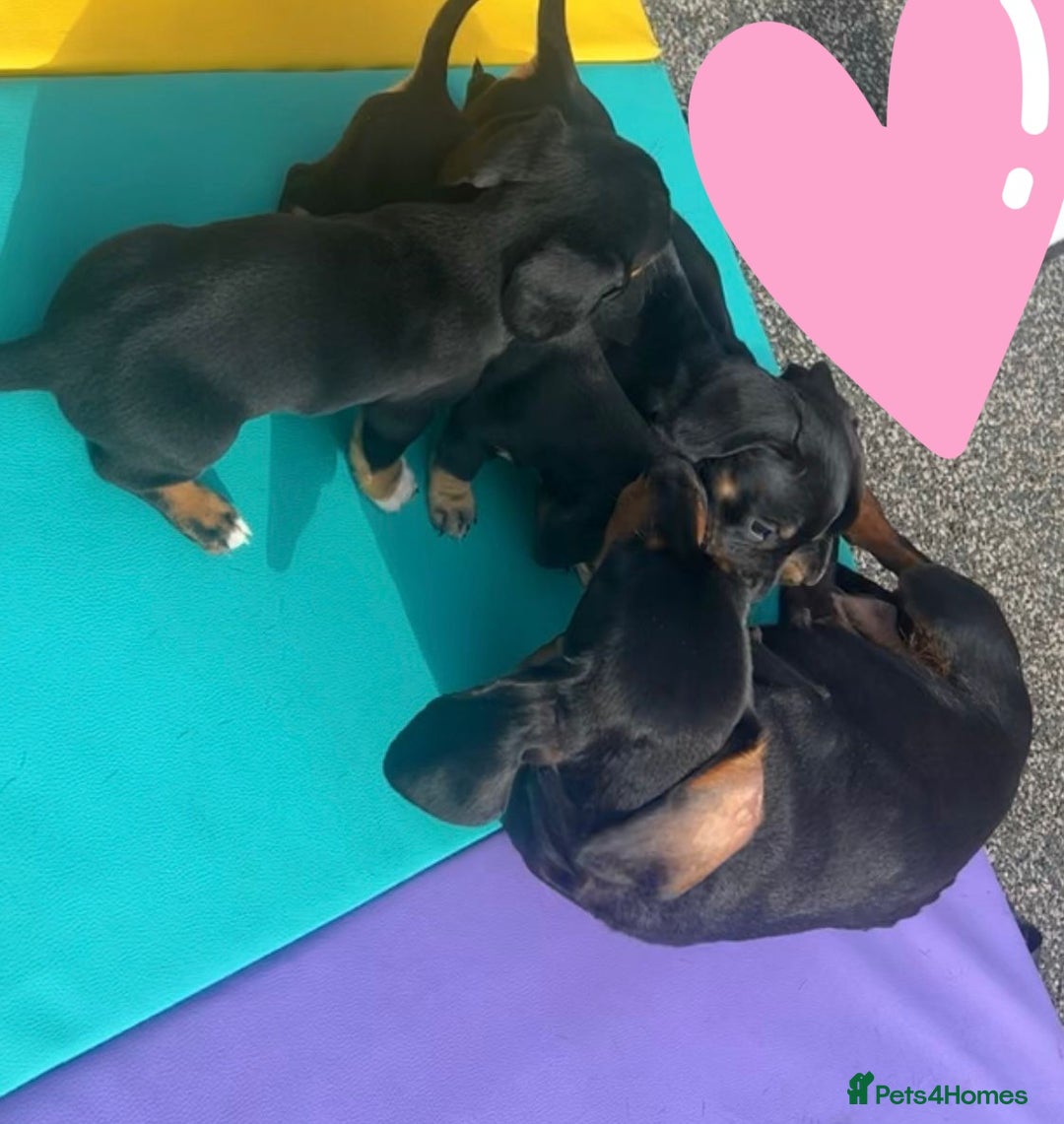 Dachshund dogs for sale: 4 beautiful puppies ready for new forever home!!!! - Image 7