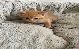 Mixed Breed cats for sale: British mixed breed - Image 2