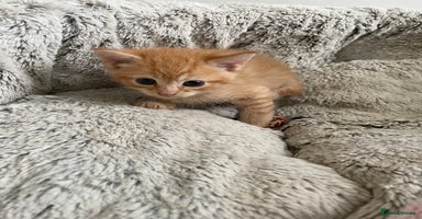 Mixed Breed cats - Advert 8