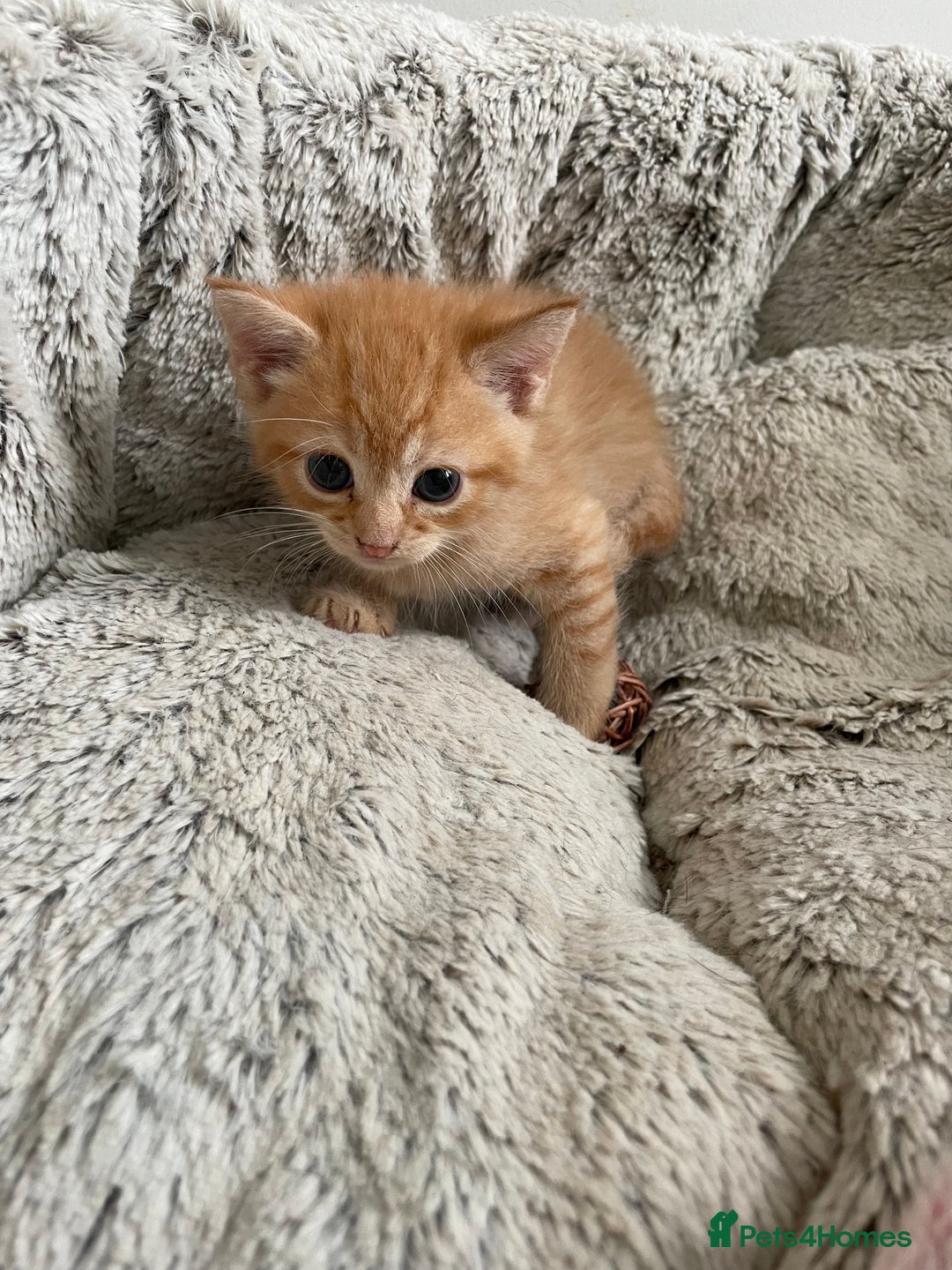 Mixed Breed cats for sale: British mixed breed - Image 2