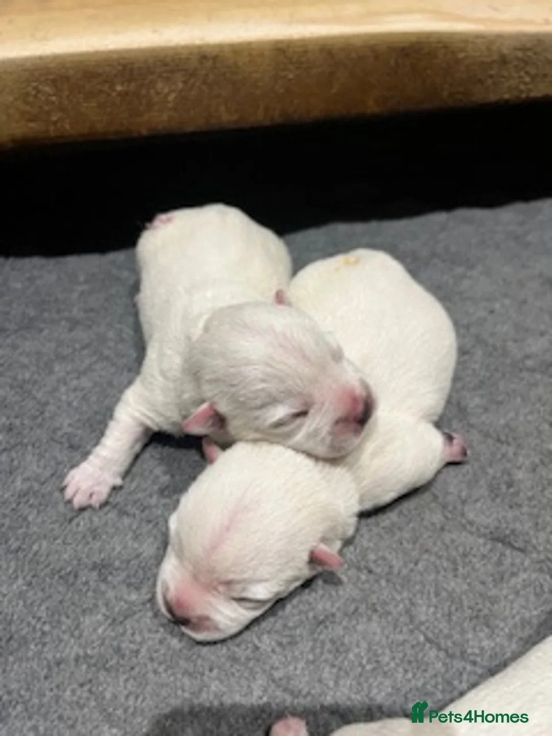 West Highland Terrier dogs for sale: KC Westie Puppies in Huntingdon - Advert 4