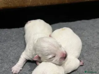 West Highland Terrier dogs KC Westie Puppies - Advert 1