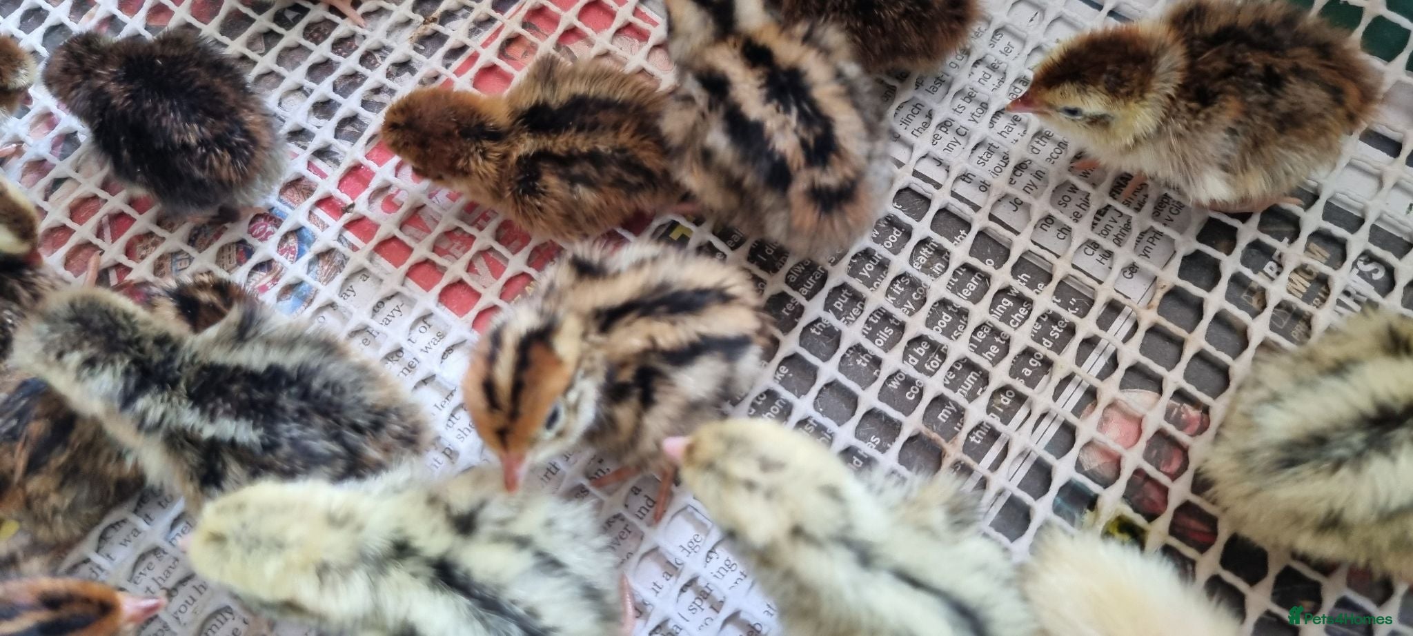 Quail poultry Coturnix quail chics  - Advert 6