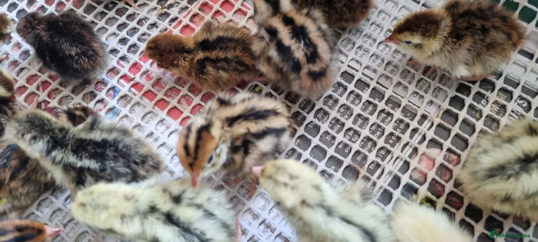 Quail poultry for sale: Coturnix quail chics  - Advert 1